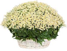 Цветочная композиция из Ромашки в корзине #REPLACE_PRED# Советском Республики Марий Эл